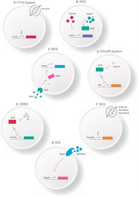 Novel Strategies for Efficient Production and Delivery of Live Biotherapeutics and Biotechnological Uses of Lactococcus lactis: The Lactic Acid Bacterium Model